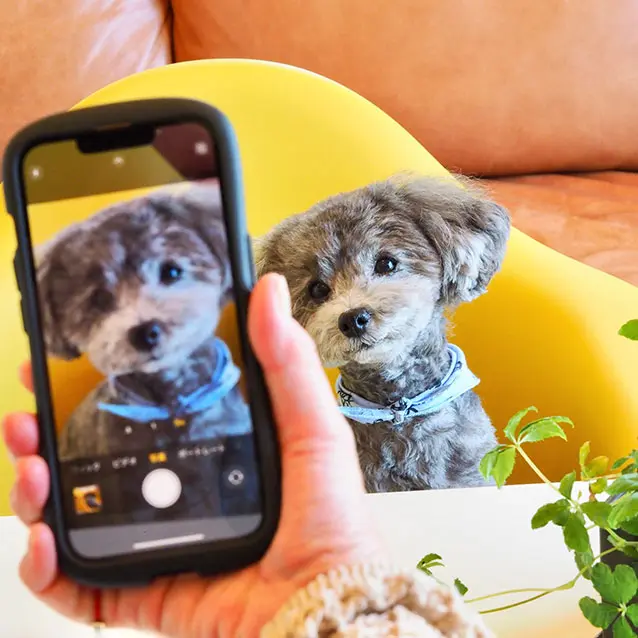 予約に繋がる！トリミングサロンのInstagram集客術｜センスより「信頼」でファンを作る方法